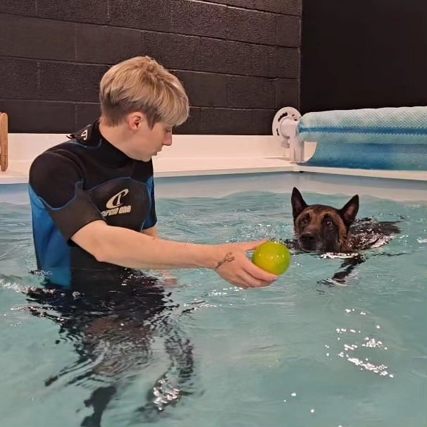 Ex RAF PD Amigo, Belgian Malinois in at Voodoo K9 Hydrotherapy