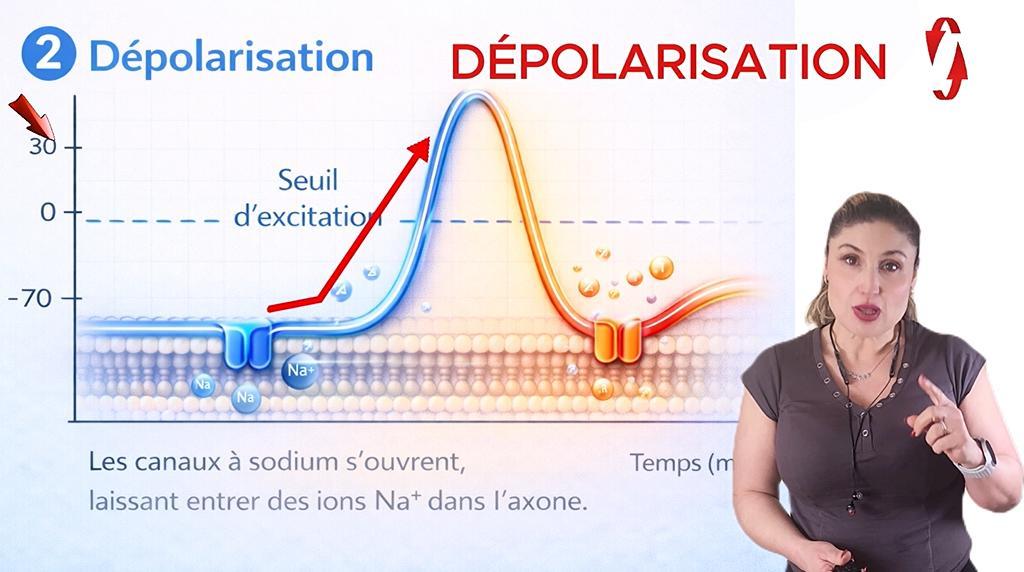Dépolarisation : entrée de sodium et montée du potentiel membranaire, illustration du résumé de cours.