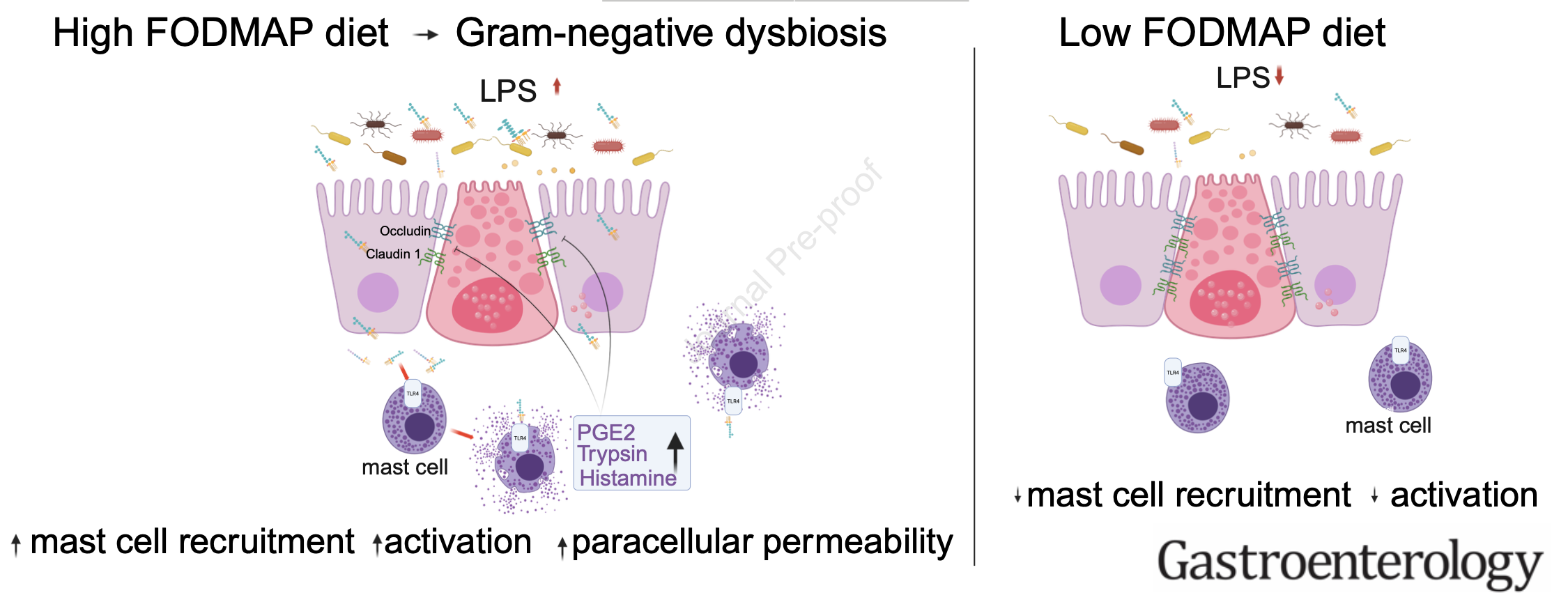 Régime fodmap et perméabilité