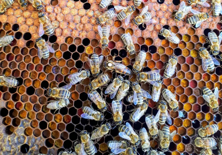 High Performance Recruiting Teamwork: Learning from the Hive Mentality Post feature image