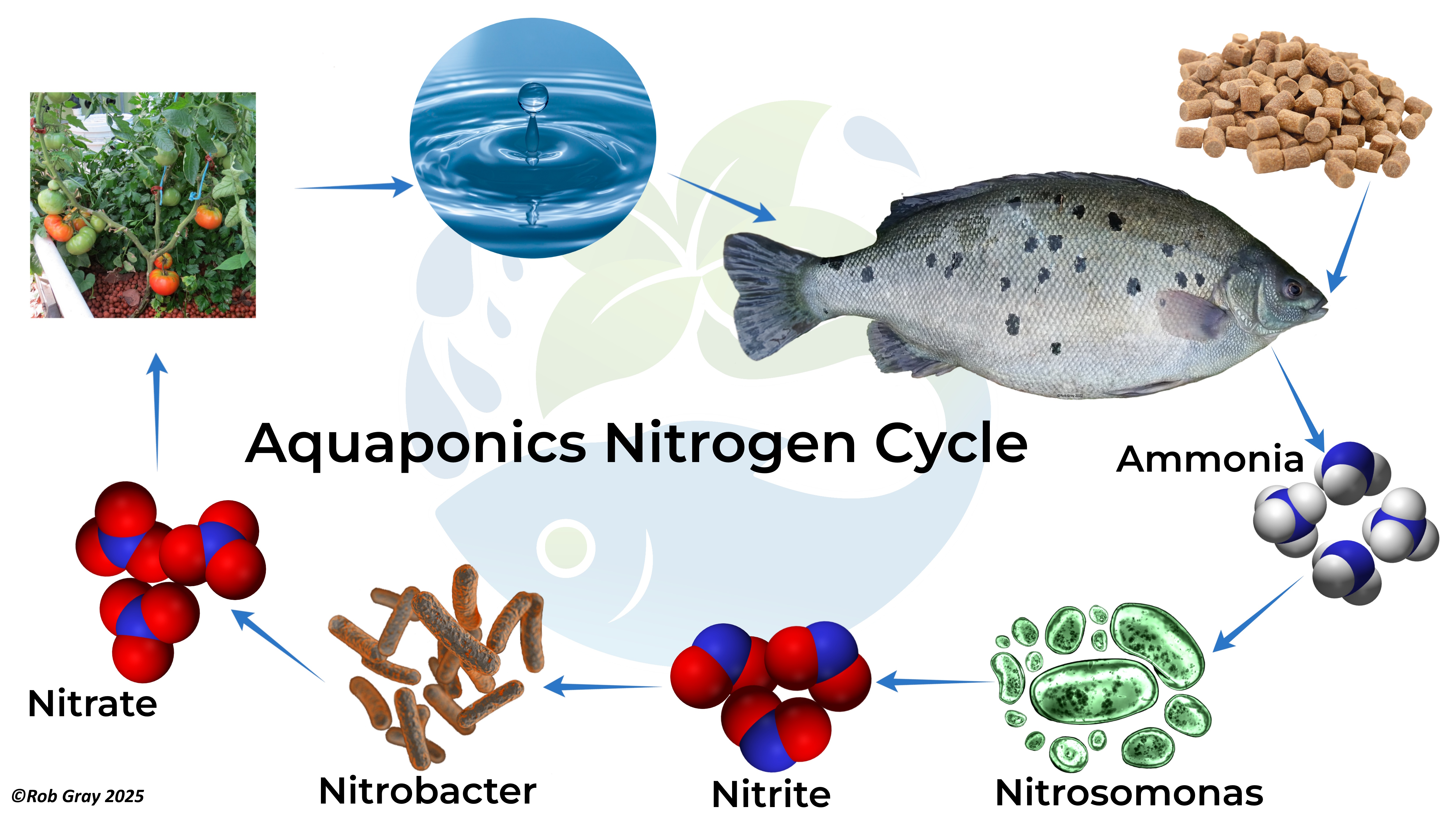 Aquaponics Nitrogen Cycle