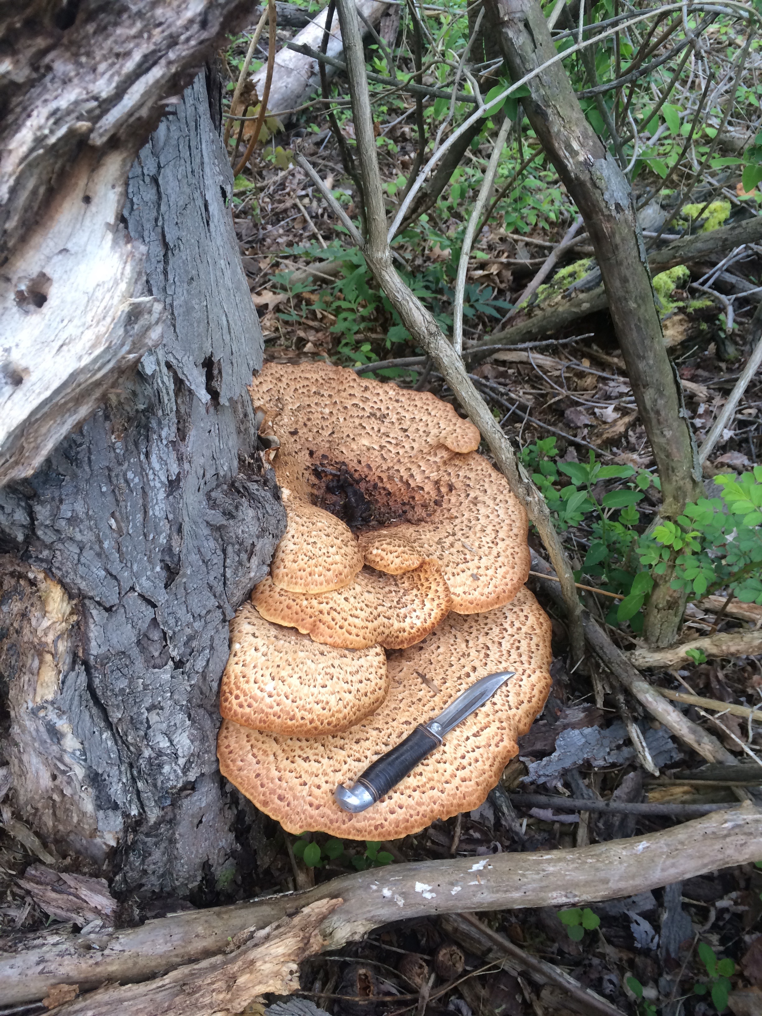 Dryad's saddle mushrooms