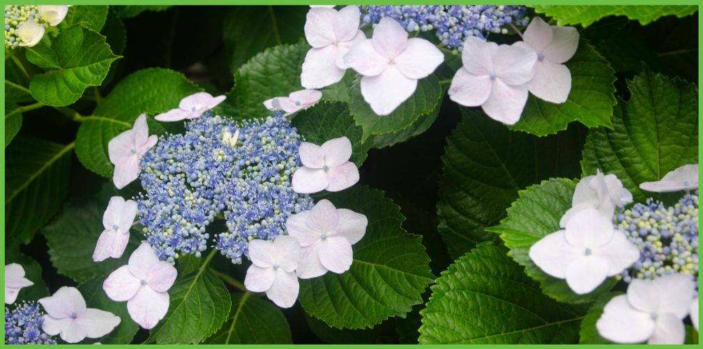Hydrangea macrophylla, de stammoeder van onze boerenhortensia's met wel vruchtbare bloemetjes