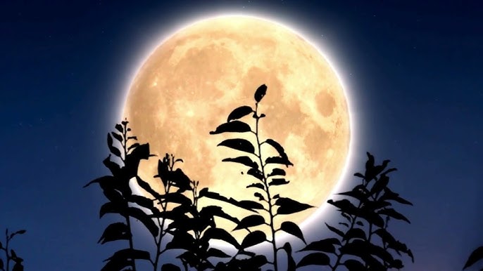 Moon through leaves