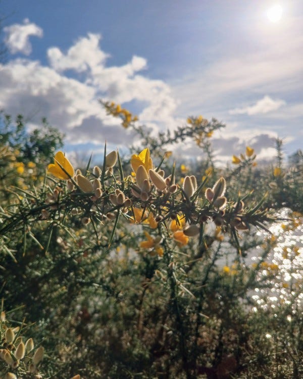 Photo en gros plan d'une branche d'ajonc épineuse recouverte de fleurs jaunes et de bourgeons velus, à contre-jour avec le soleil en face et une eau qui miroite à l'arrière plan