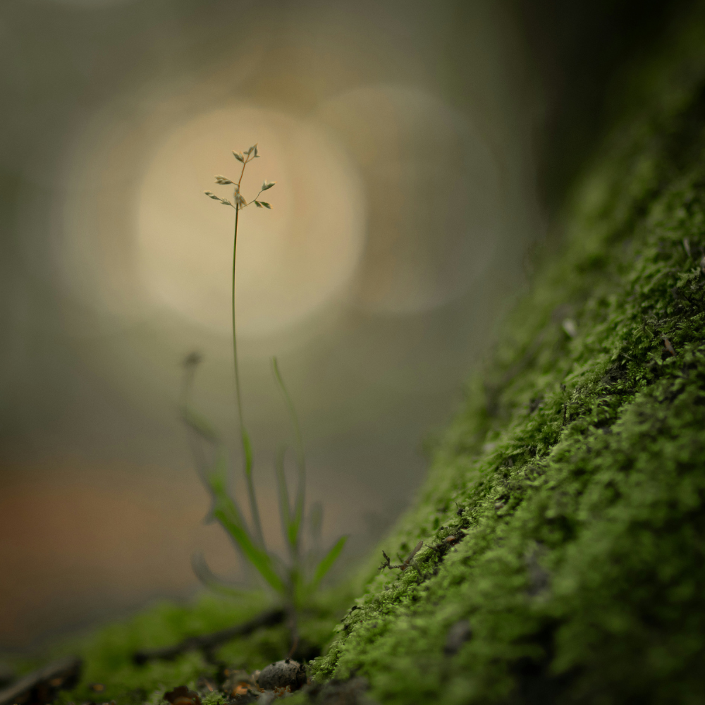 Delicate green stem backlit by soft golden light against moss, symbolizing quiet renewal after burnout recovery