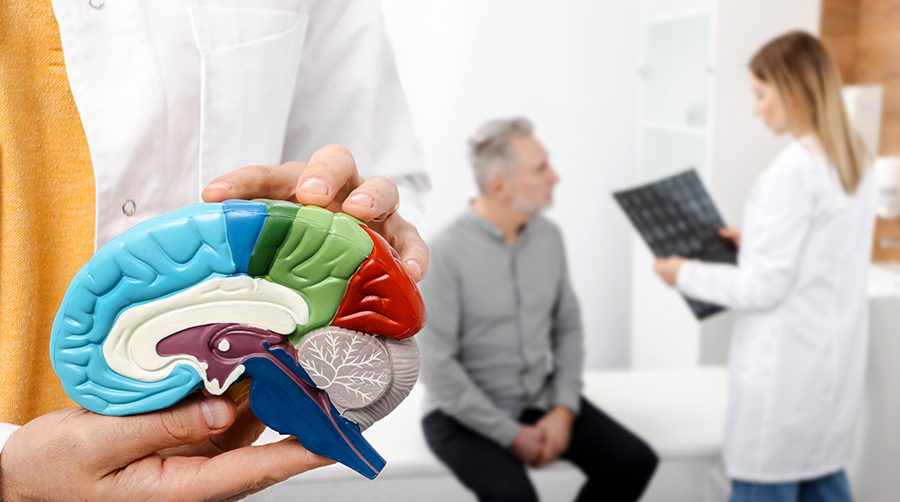 creatine may support cognitive function under high mental demand