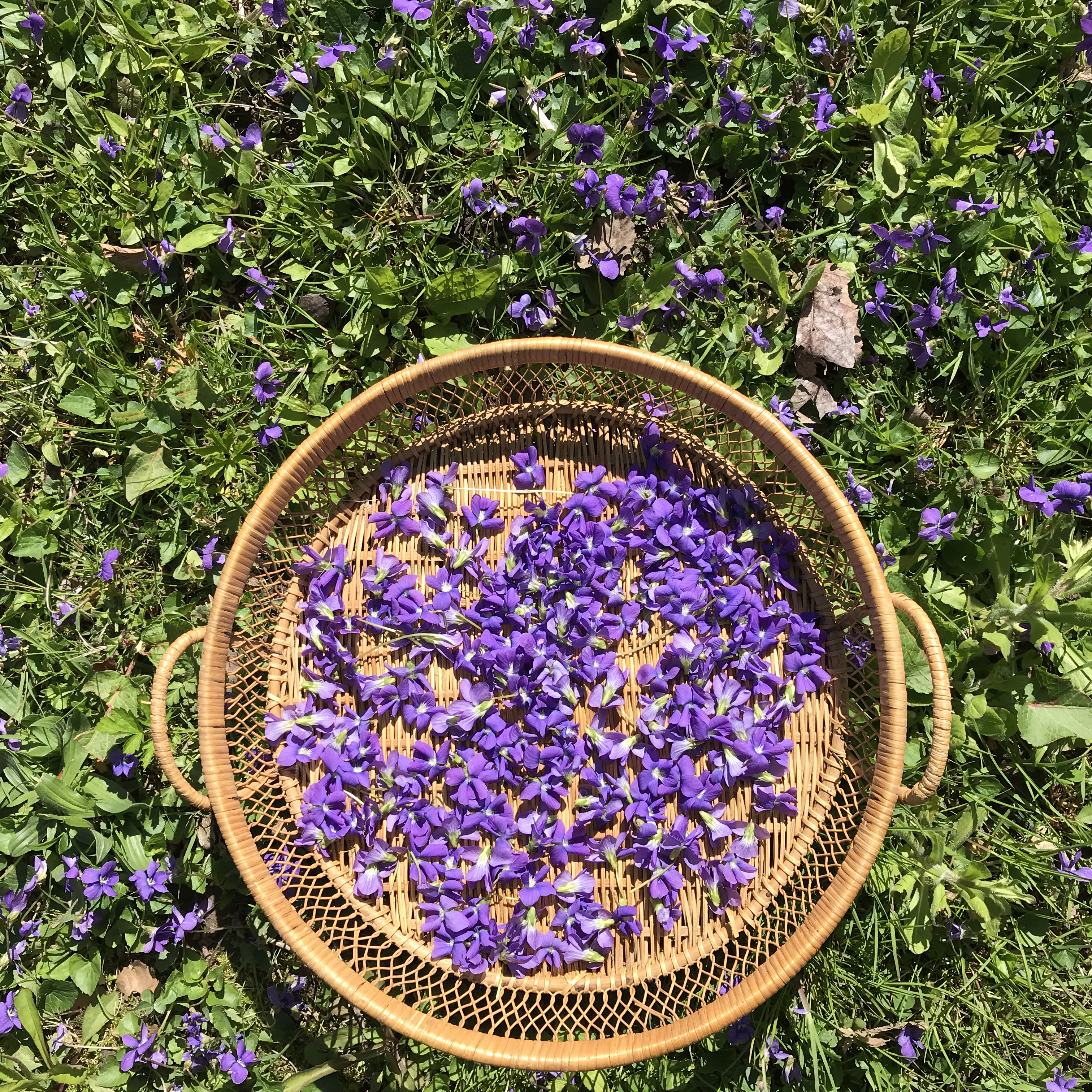 violets in a basket