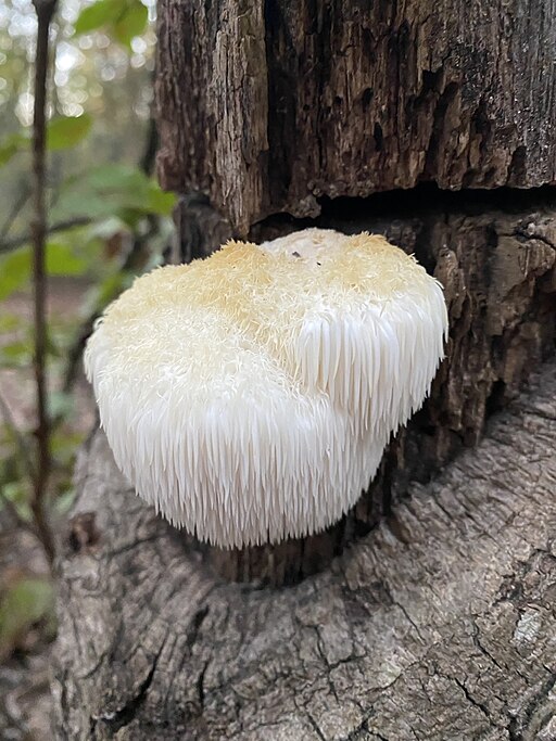 Lion's mane mushroom