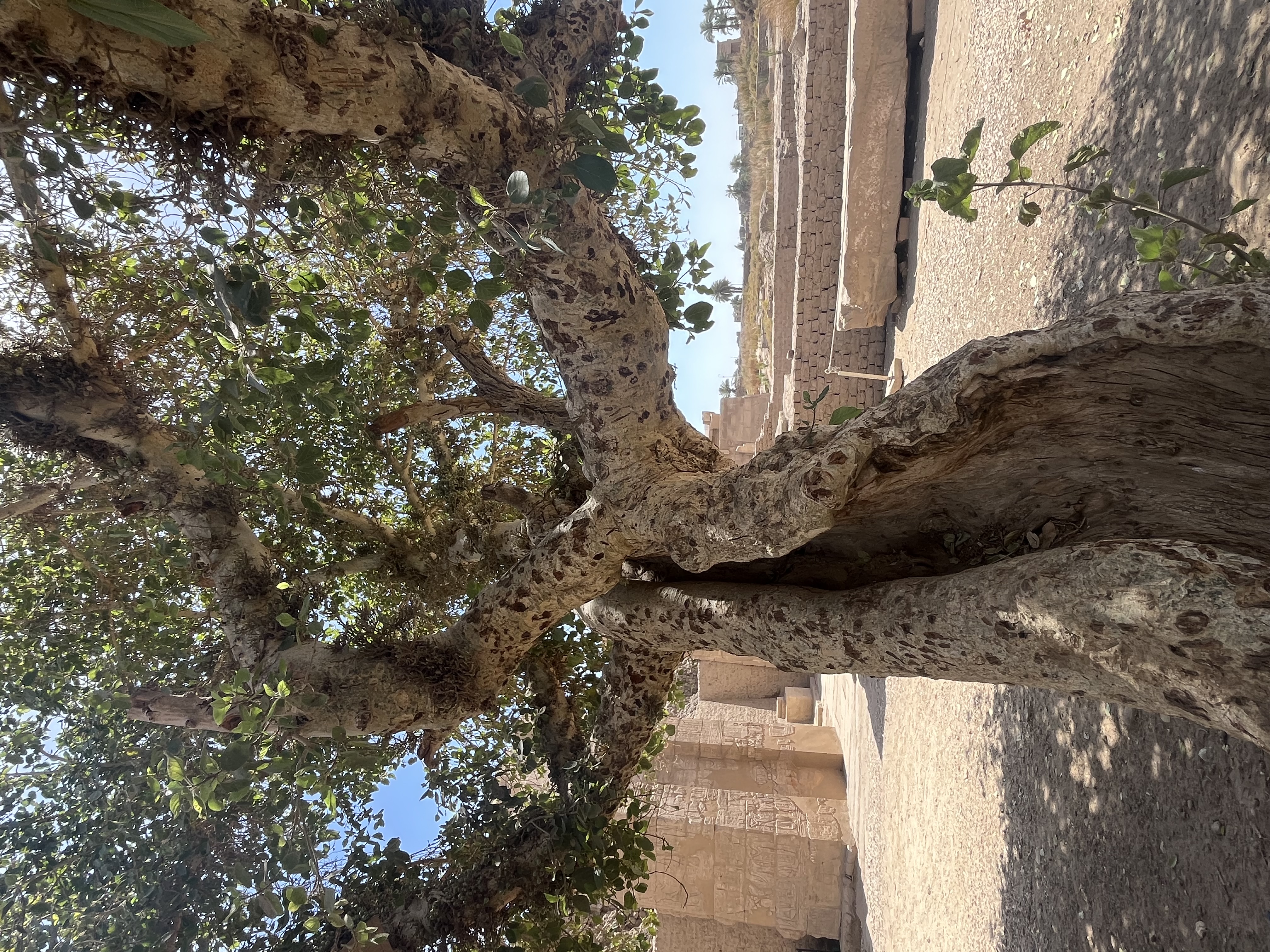 Sycamore Tree