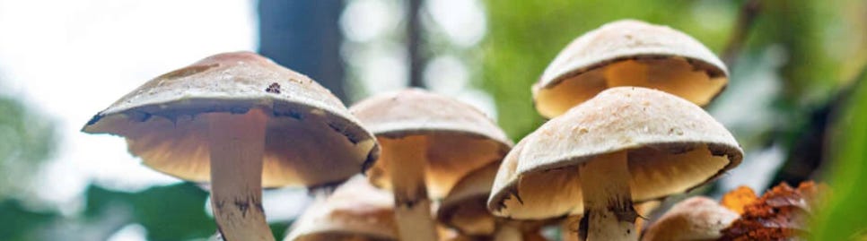 Photo des chapeaux d'un groupe de champignons de couleur beige foncée dans la forêt