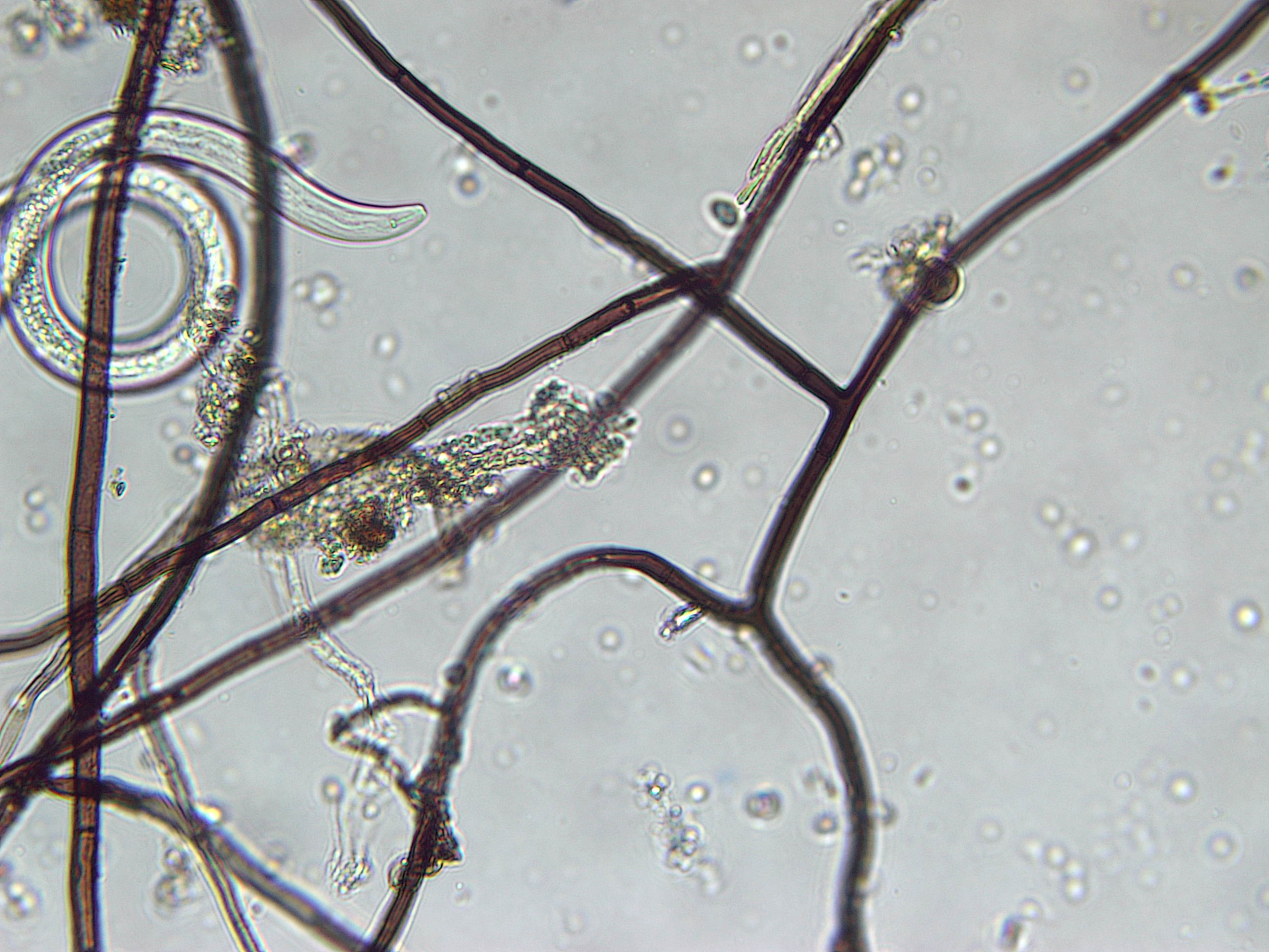 root feeding nematodes
