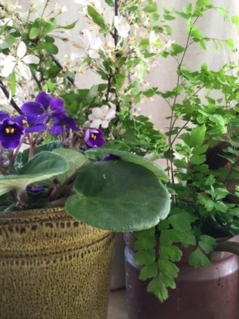 After the Mayflowers came the violets, and Violet Vale was empurpled with them. Anne walked through it on her way to school with reverent steps and worshiping eyes as if she trod on holy ground.  (Ch 20)