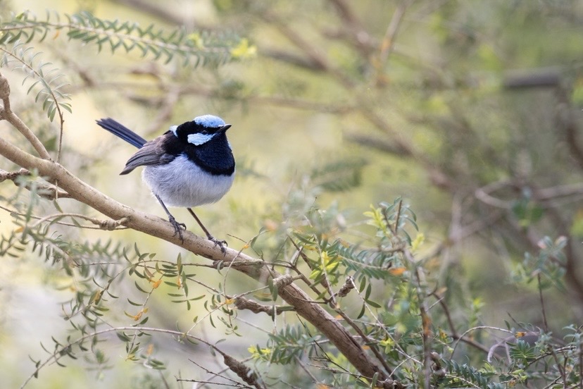 Superb Fairywren