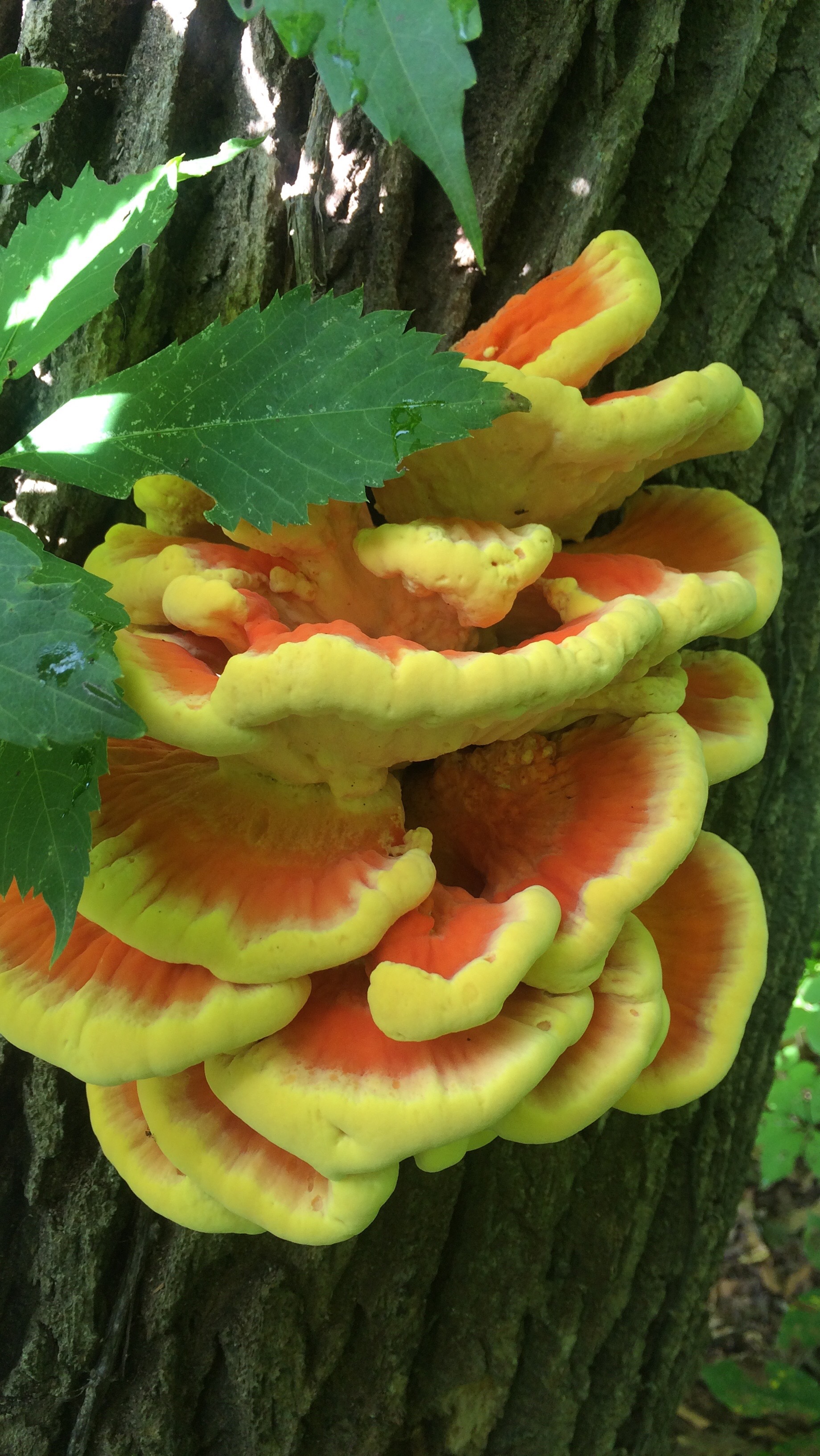 Chicken of the woods mushroom
