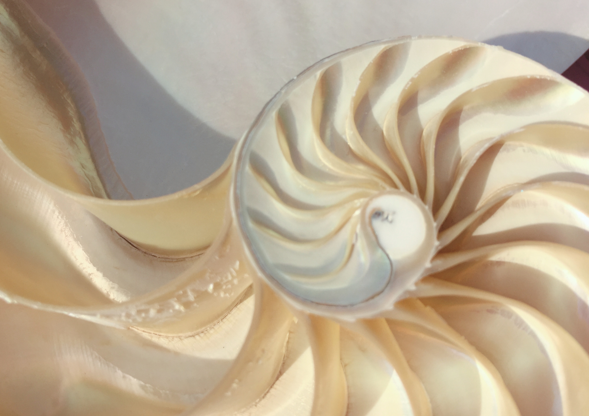 Spirale d'un coquillage symbolisant le cycle de la vie et la circulation des émotions