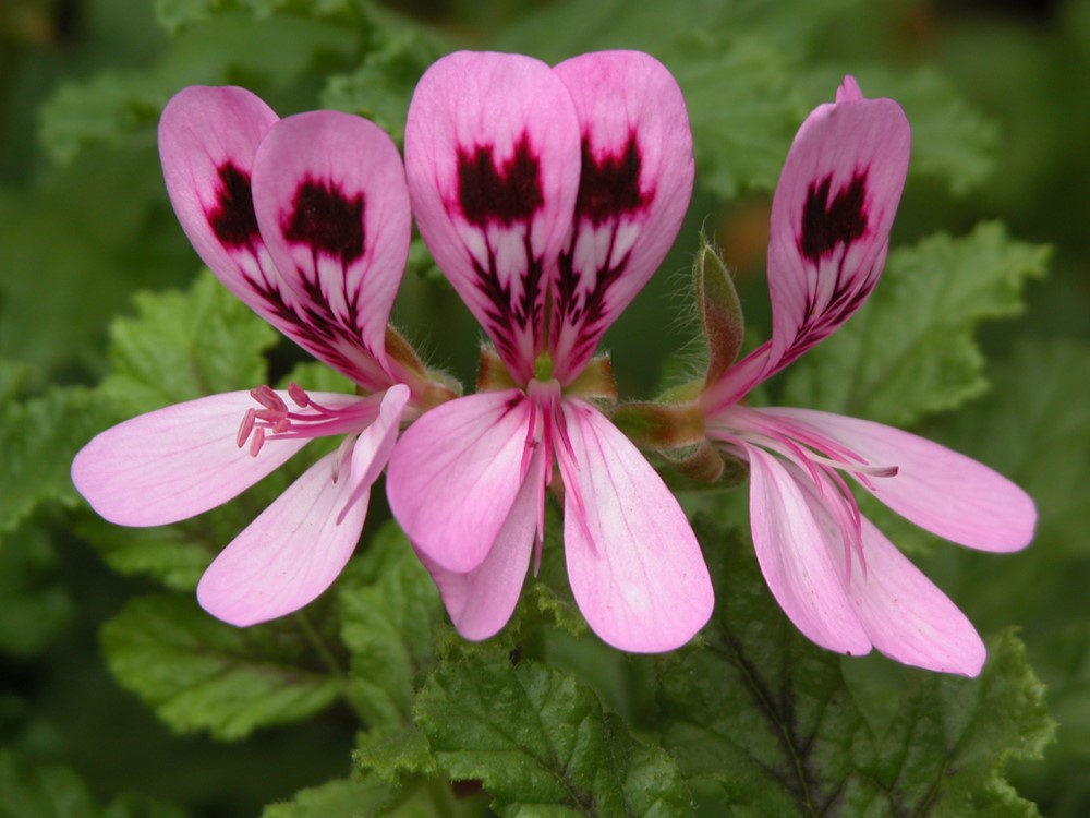 Picture of geranium flower