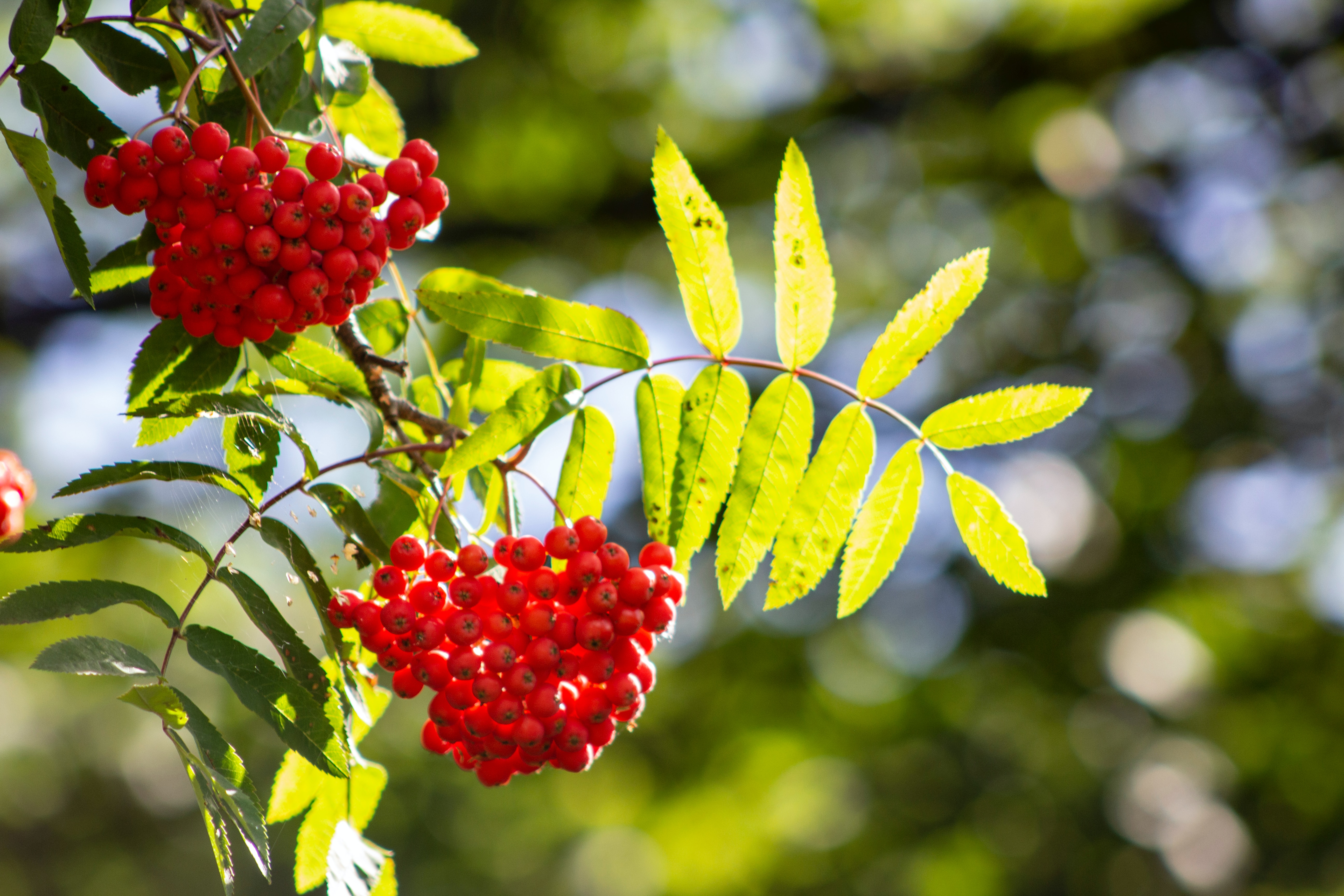 Photo of rowan leaves and berries by Alicja Trepka on Unsplash