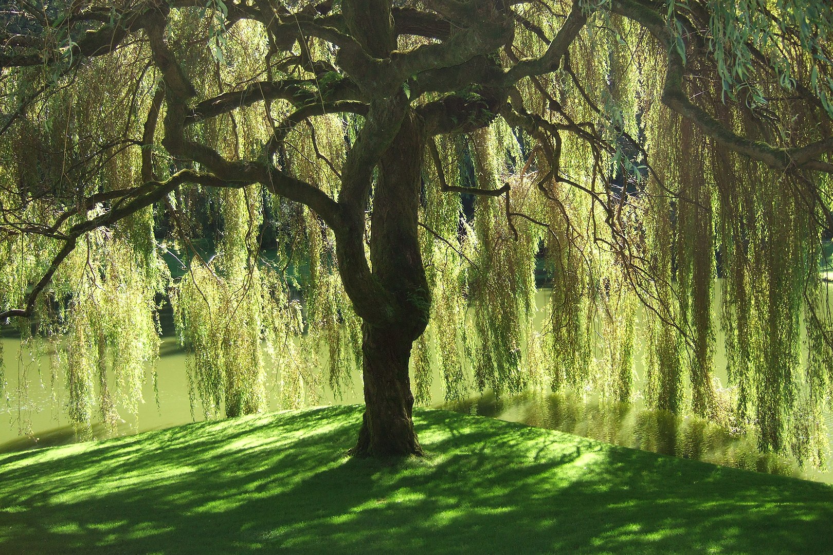 By Geaugagrrl - Own work, Public Domain, willow in Washington state. 