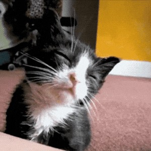 Chaton qui s'endort