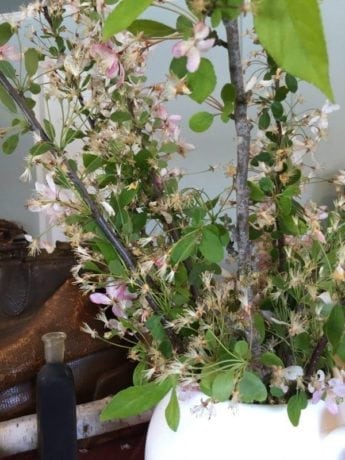 . . .she had fallen into wide-eyed reverie, looking out past the boughs of the Snow Queen, once more bestarred with its tufts of blossom.  (Ch 20)