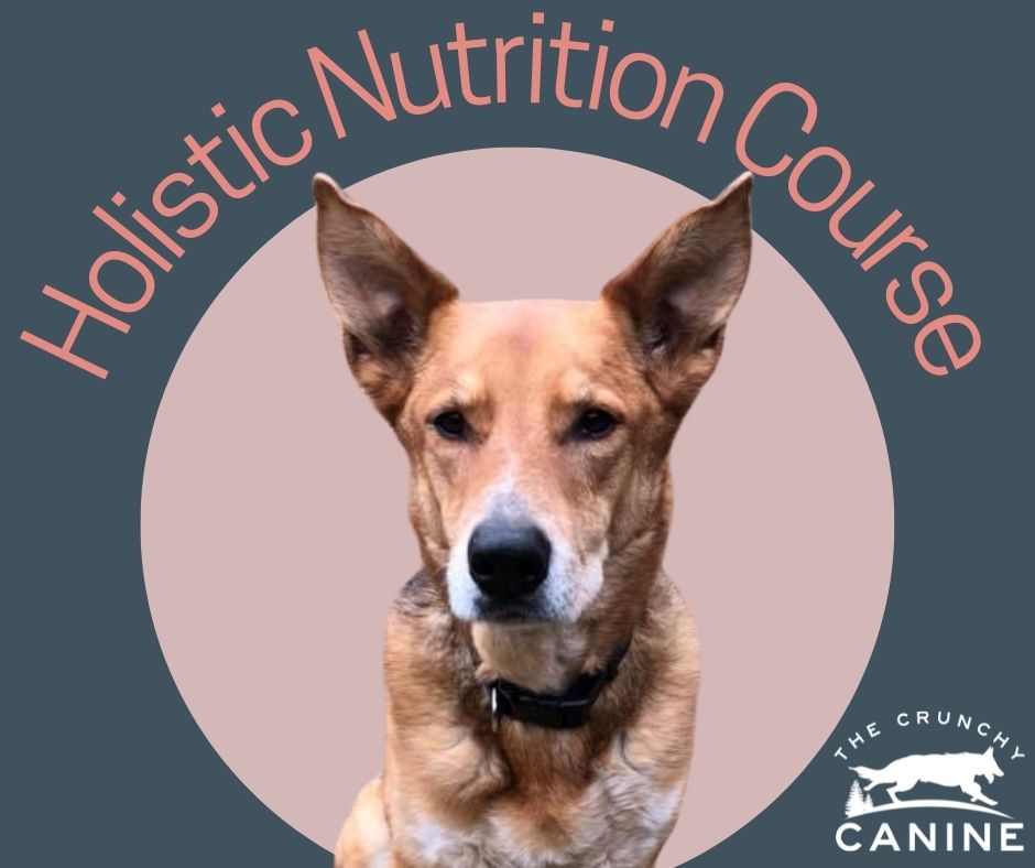 Holistic nutrition for dogs sale