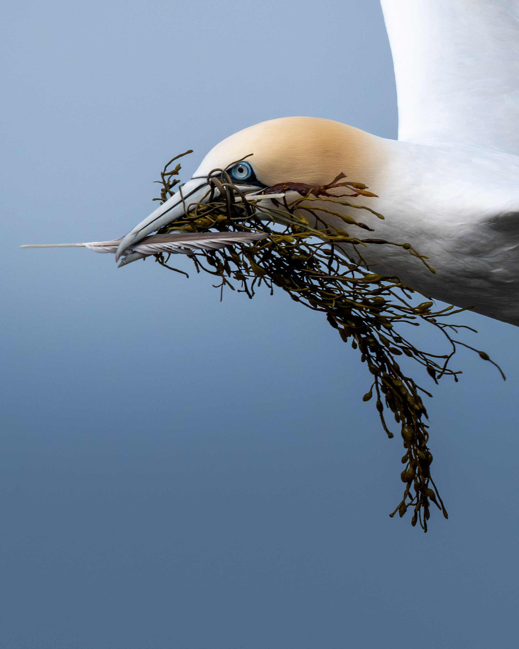 Northern Gannet