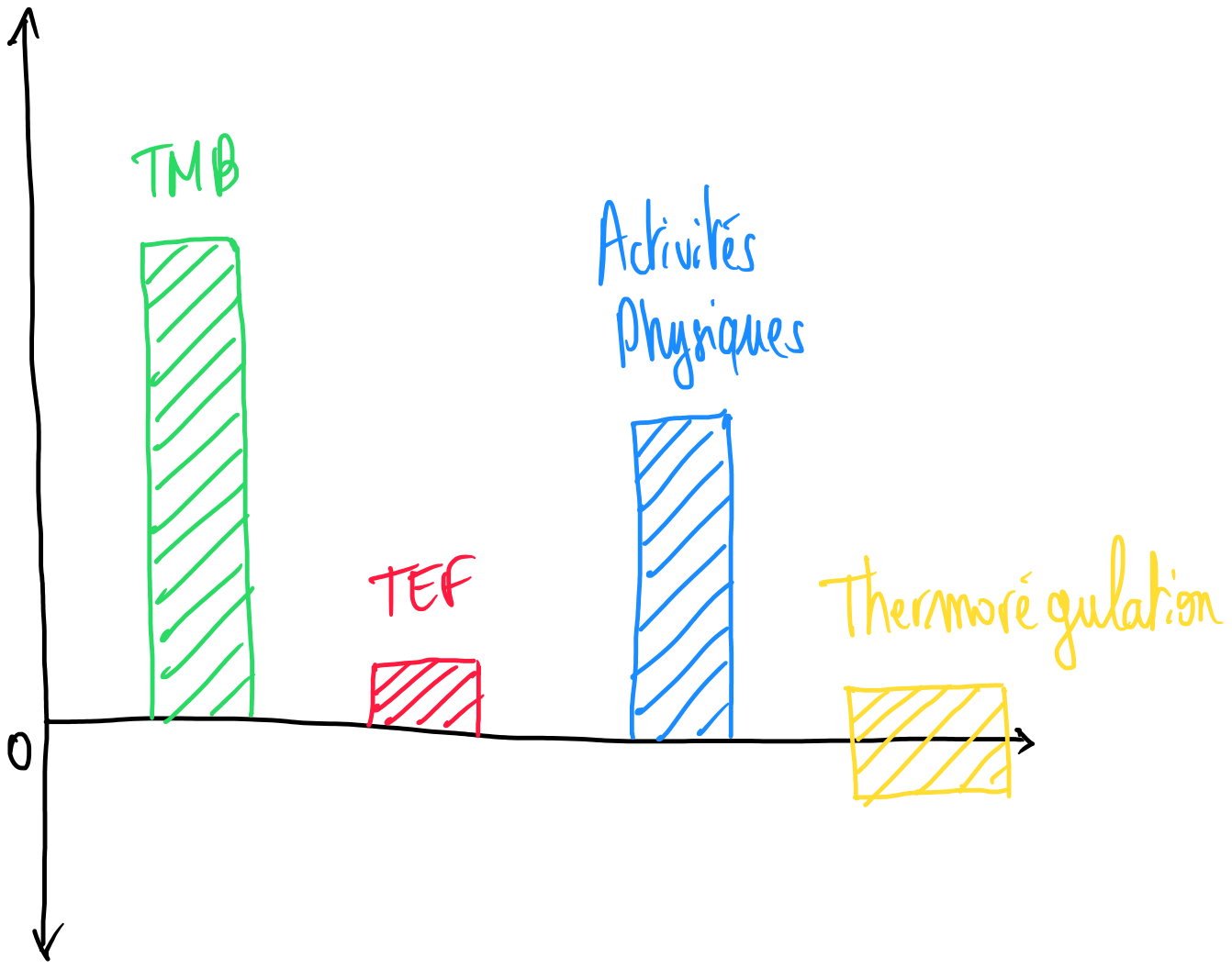dépense énergétique calories