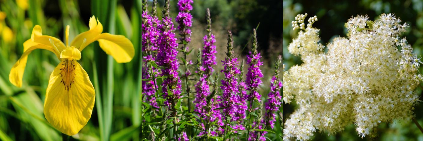 De beste planten voor de diepste plek in een wadi