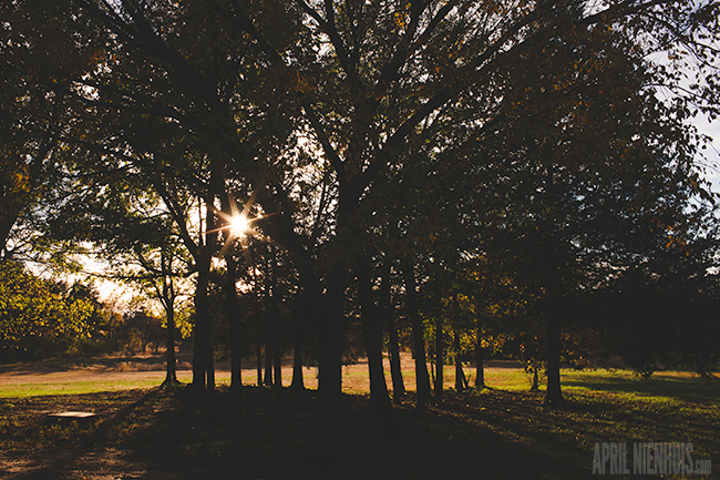 trees with sun coming through back with starburst effect created by f-stop
