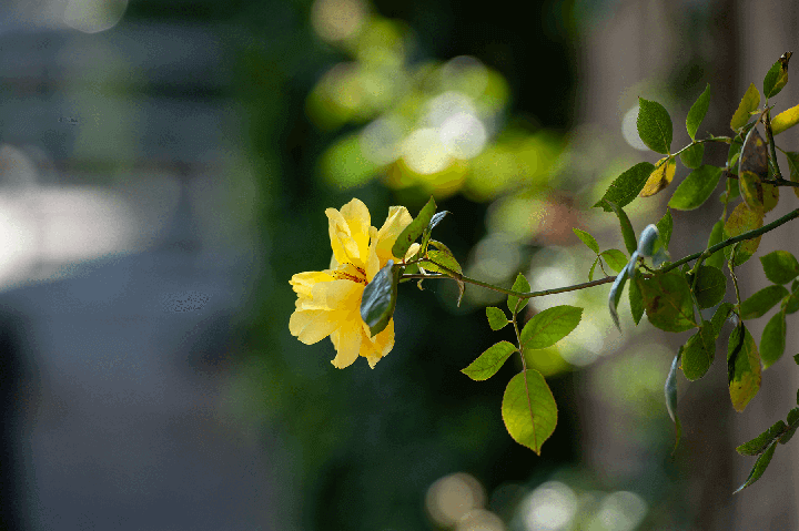 Shallow Depth of Field