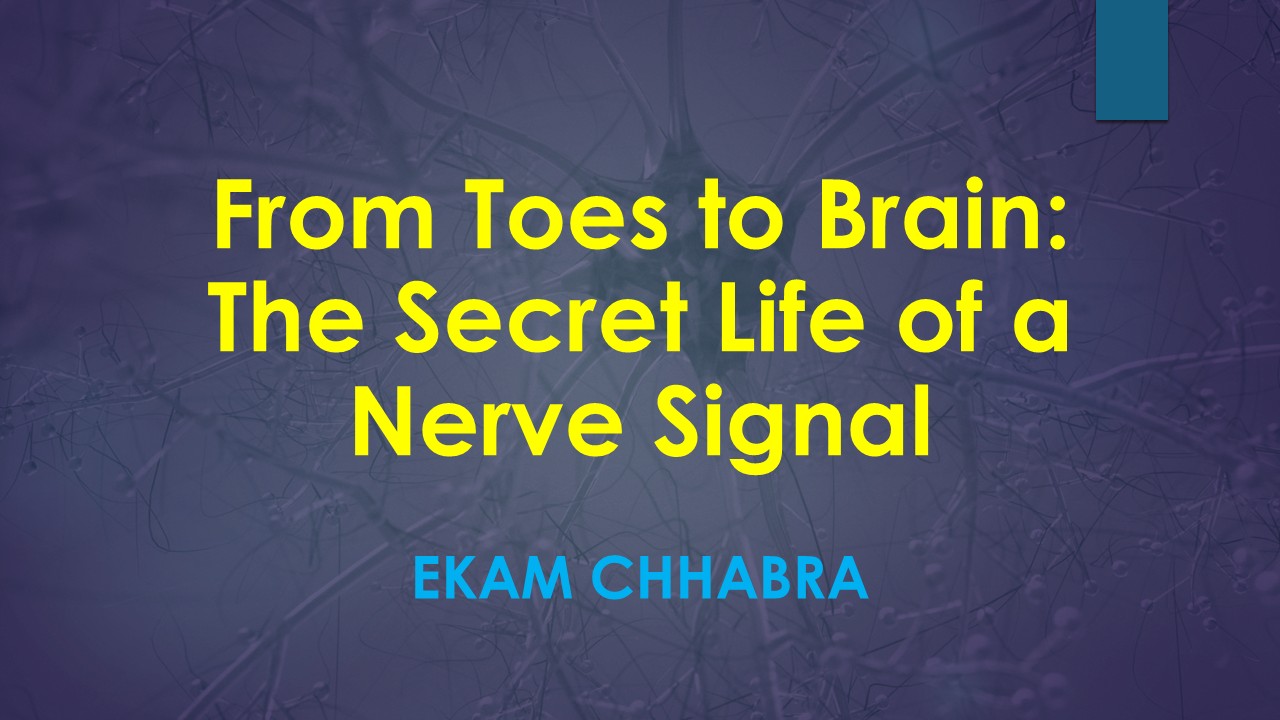 toes to brain