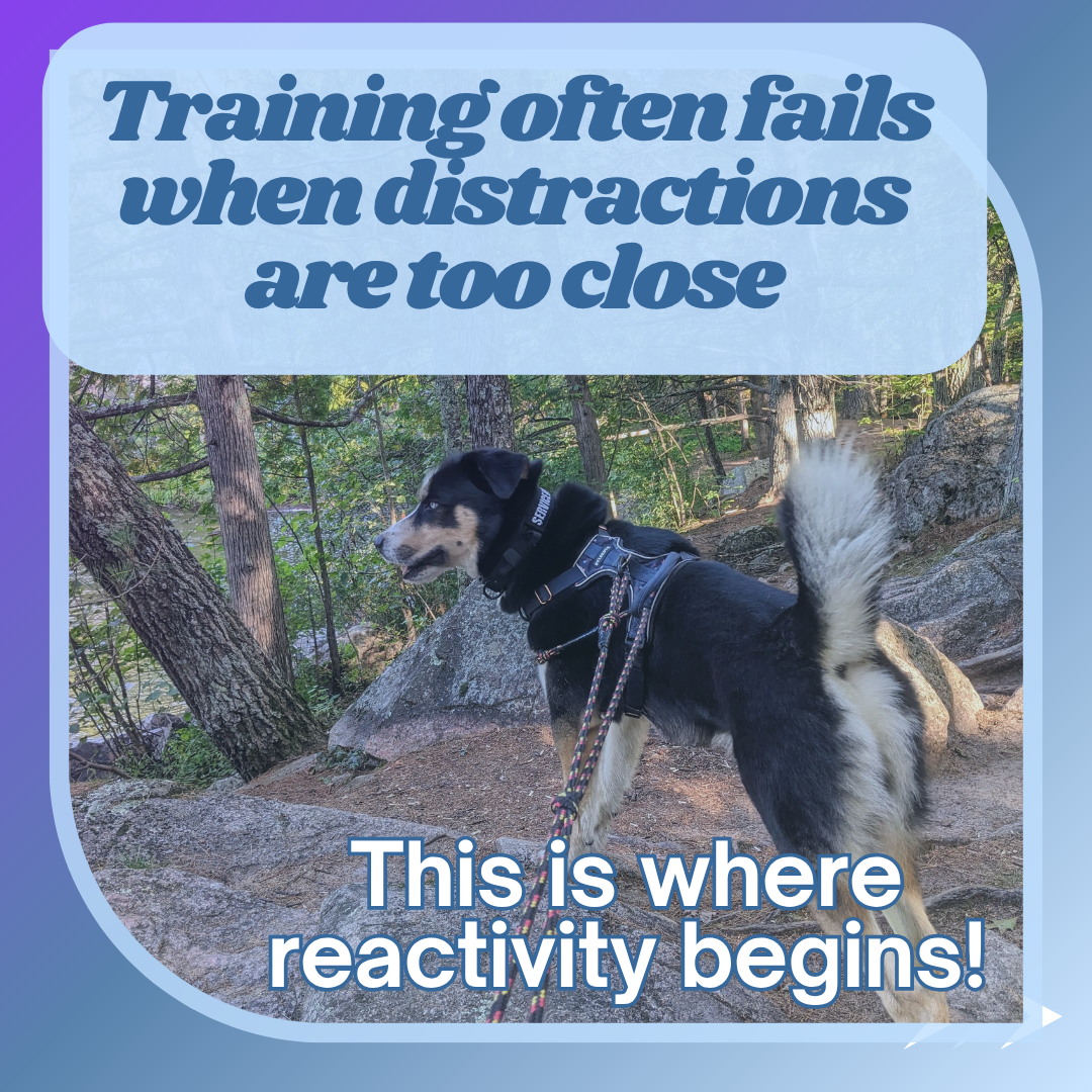 A dog stands alert on a trail in the woods. Text reads, "Training often fails when distractions are too close, this is where reactivity begins."