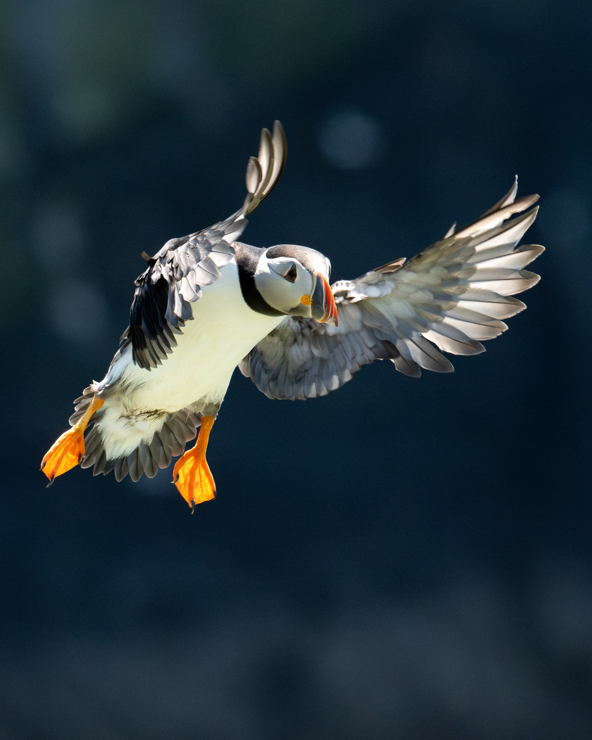 Puffin in flight