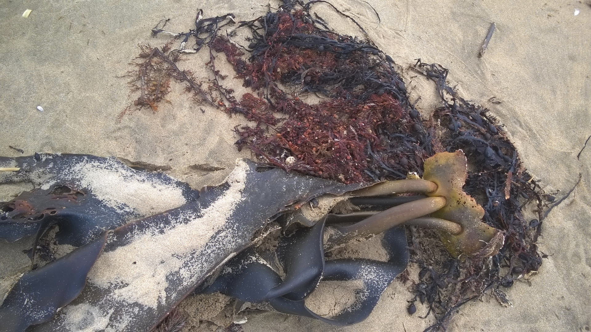 Seaweed Anaura Bay | East Cape NZ