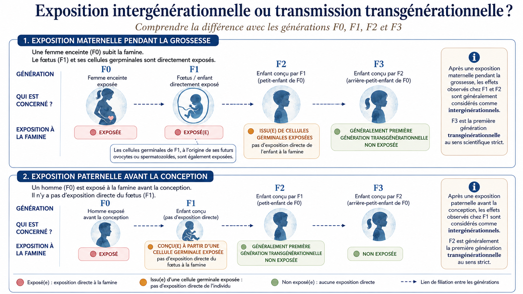 Différence entre exposition intergénérationnelle et transmission transgénérationnelle après une famine pendant la grossesse
