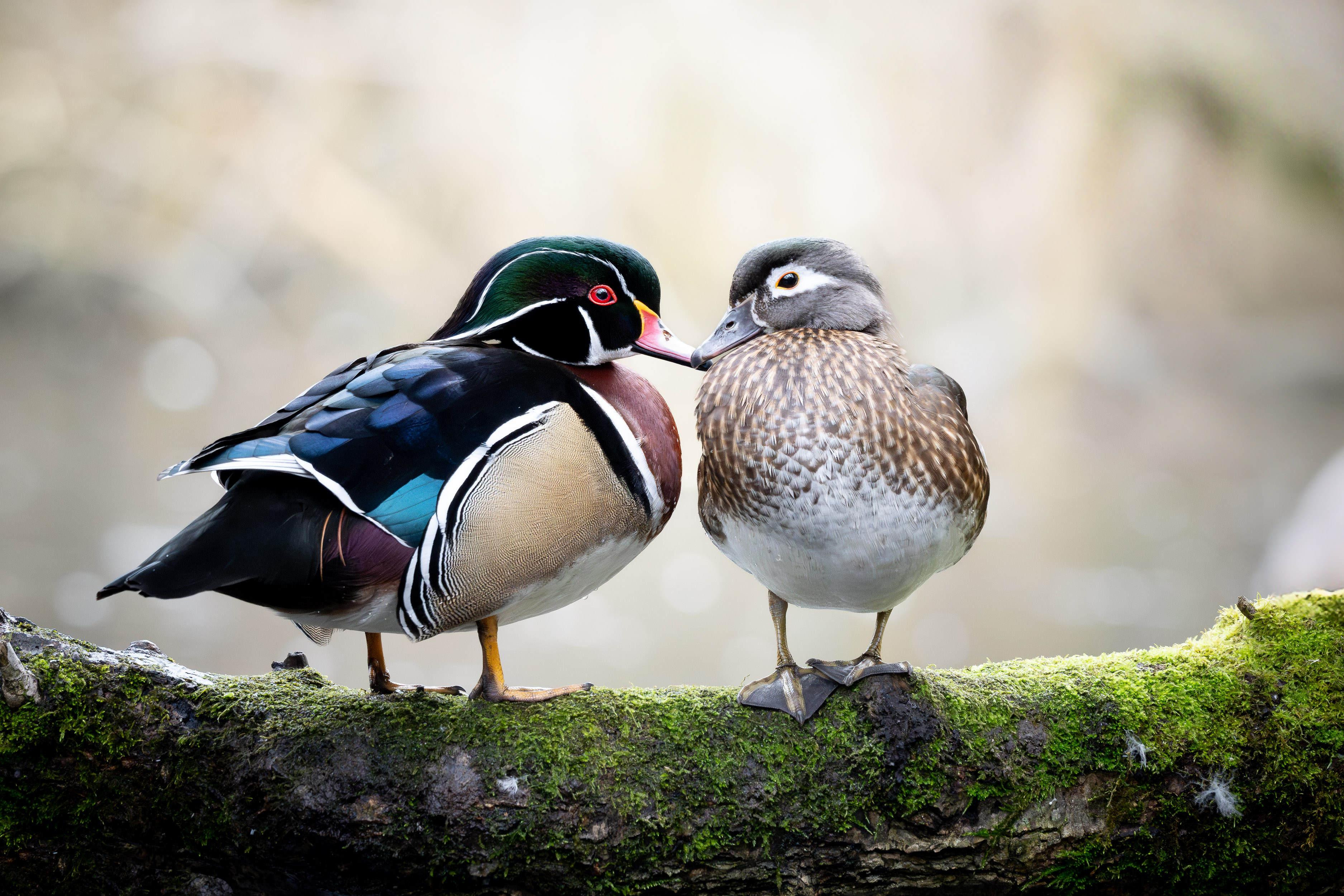 wood ducks