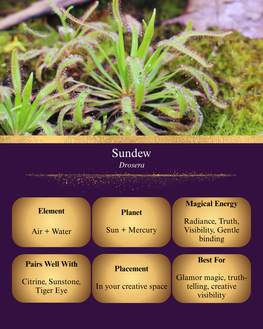A digital graphic titled "Sundew (Drosera)" featuring a close-up of a sundew plant with its tentacles covered in glistening, sticky dew drops. Below, six gold boxes on a purple background detail its magical properties: Element (Air + Water), Planet (Sun + Mercury), Magical Energy (Radiance, Truth, Visibility, Gentle binding), Pairs Well With (Citrine, Sunstone, Tiger Eye), Placement (In your creative space), and Best For (Glamour magic, truth-telling, creative visibility).