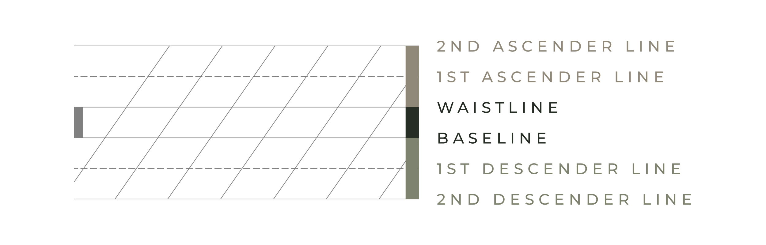 Horizontal lines including ascender line, descender line, waistline and baseline in Copperplate calligraphy