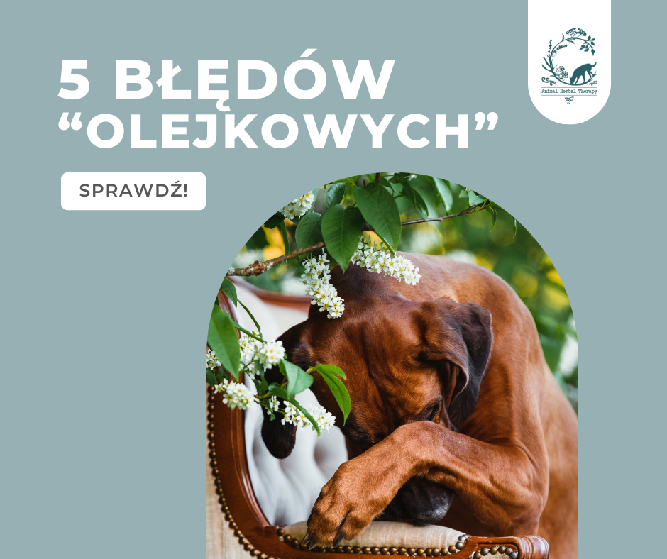 Pies zakrywający nos - 5 najczęstszych błędów w używaniu olejków eterycznych dla psów i kotów