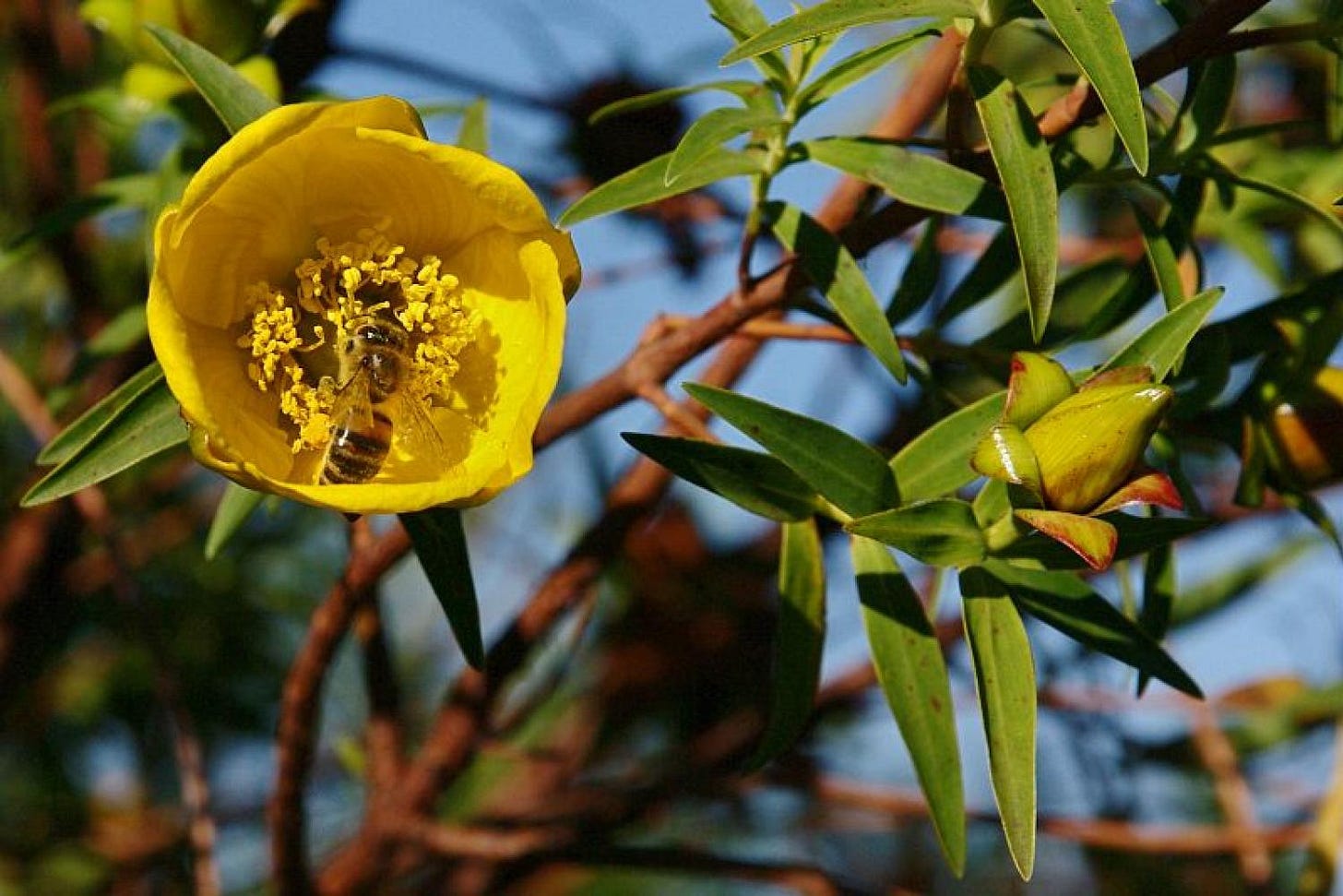 Photo en gros plan d’une fleur jaune de la Réunion dans laque butine une abeille