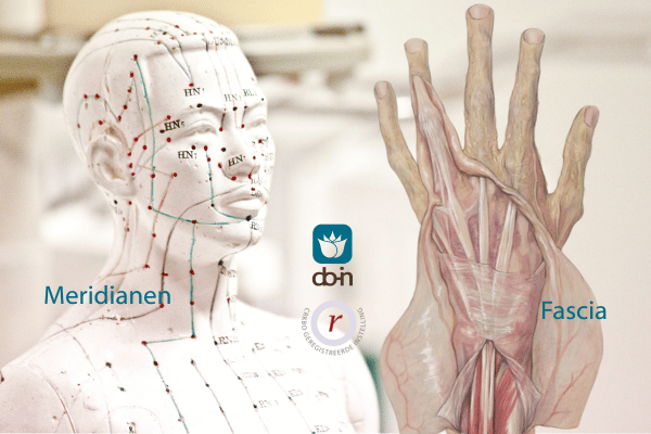 Meridianen en fascia infographic