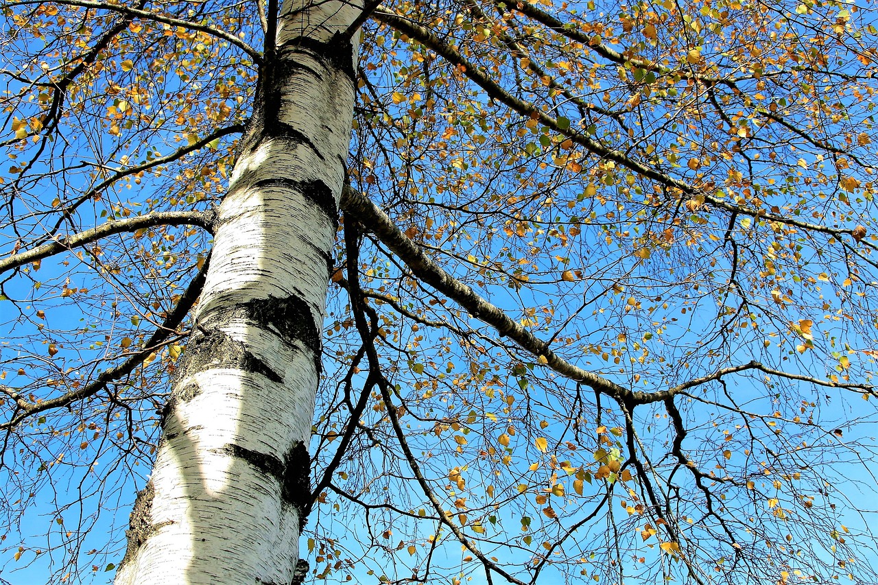 Image of birch tree by 🌸♡💙♡🌸 Julita 🌸♡💙♡🌸 from Pixabay