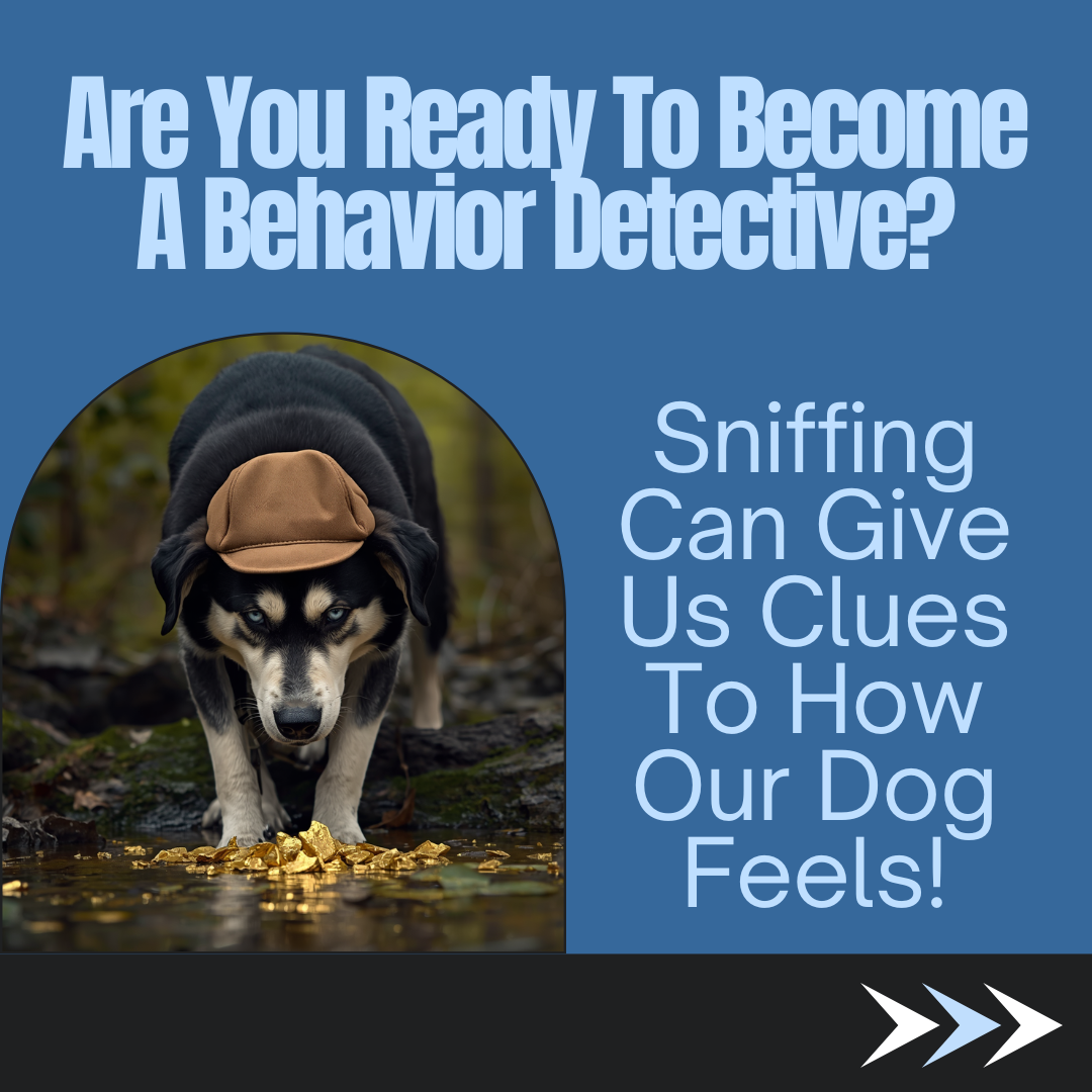 A dog wearing a detective's cap sniffs at the waters edge, finding golden clues. Text states, "Are you ready to become a Behavior Detective? Sniffing can tell us how our dog feels!"