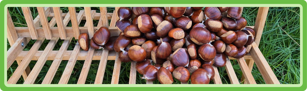 Geoogste tamme kastanjes om te verwerken tot een veelzijdige puree