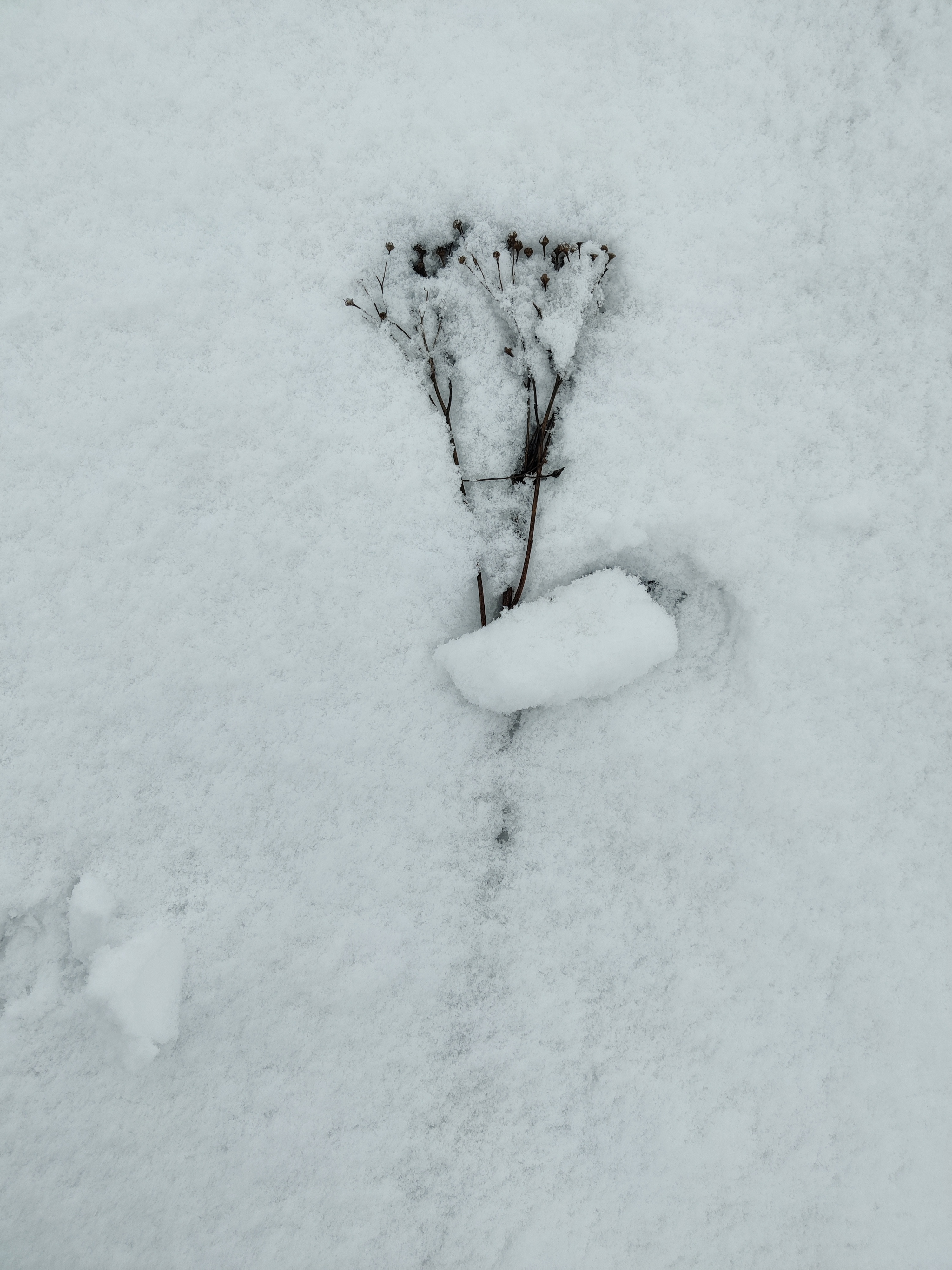 Winter yoga nidra - zak in vertrouwen