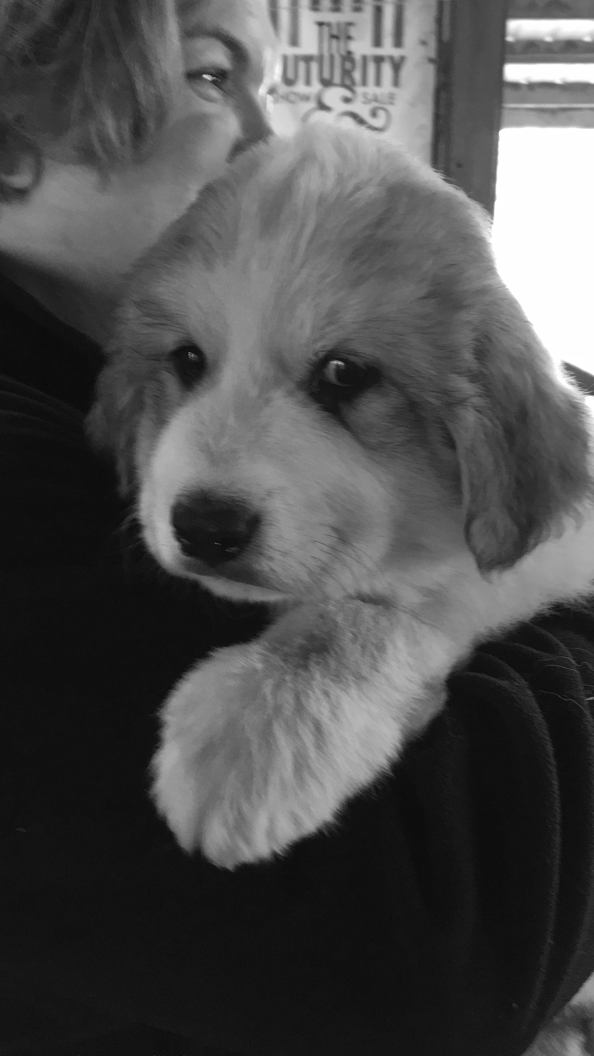 A Great Pyrenees Puppy