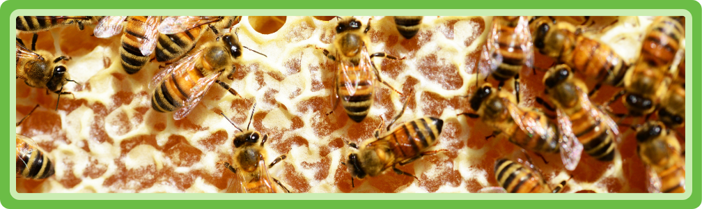 Een ecologische bijenkolonie