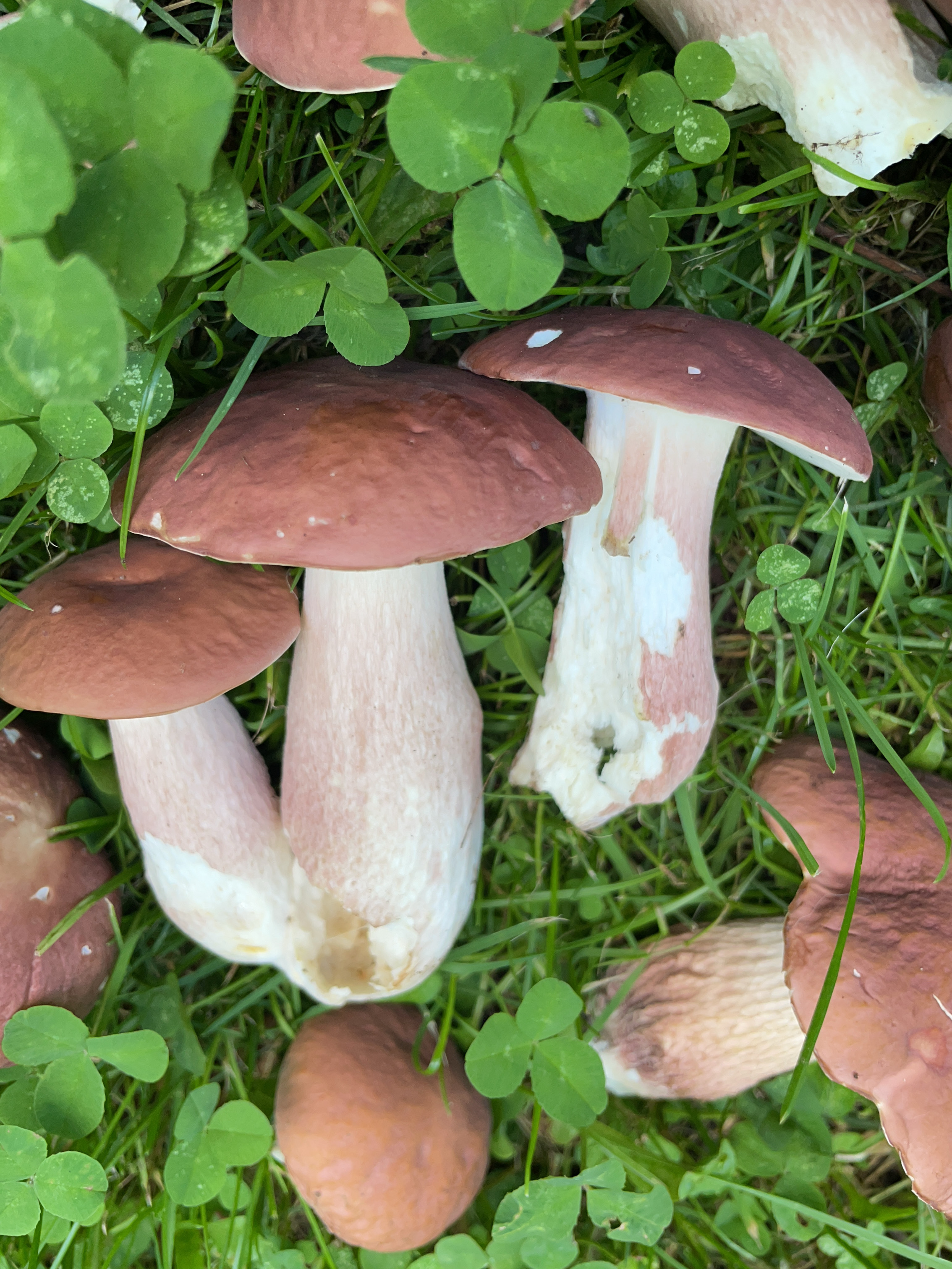Violet bolete mushrooms
