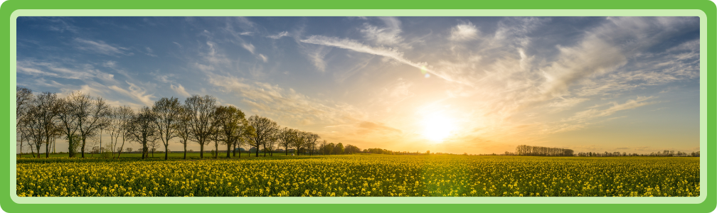 Gewassen die volle zon nodig hebben